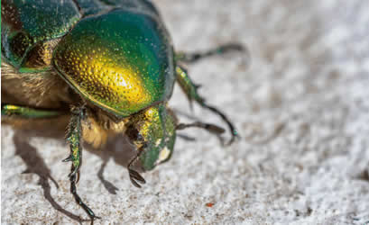Lo scarabeo giapponese: il piccolo grande nemico dei nostri giardini immagine decorativa