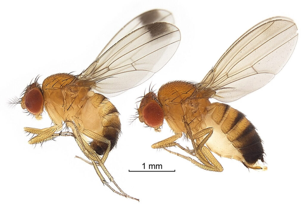 CAA impegnato nella lotta biologica a Drosophila suzukii immagine decorativa