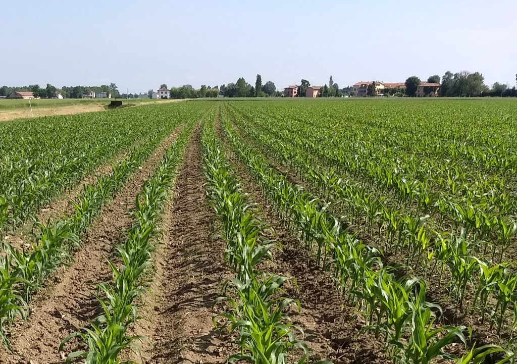 Nuovo progetto regionale sulla sostenibilità nella filiera del mais immagine decorativa
