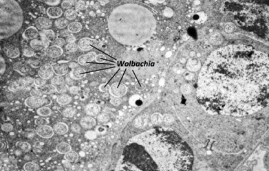 Il batterio Wolbachia: base di una nuova strategia per il controllo della Zanzara Tigre immagine decorativa